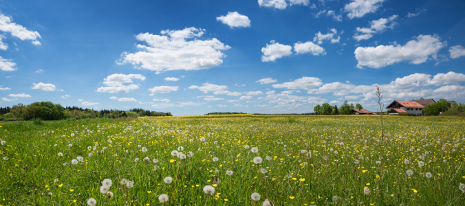 Bild-Nr: 12918408 Sommerwiese mit Löwenzahn Erstellt von: SusaZoom