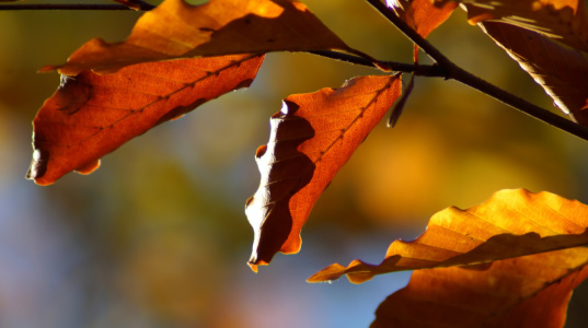 Bild-Nr: 12918543 Leaves Erstellt von: youhaveadream