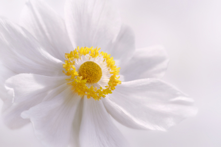 Bild-Nr: 12918706 Anemone Erstellt von: Atteloi