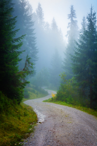 Bild-Nr: 12919554 Waldweg im Nebel Erstellt von: Martin Martin Wasilewski