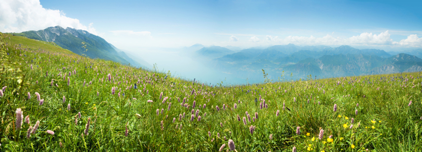 Bild-Nr: 12919556 Bergwiese Monte Baldo Italien Erstellt von: SusaZoom