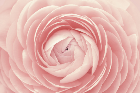 Bild-Nr: 12919975 Ranunkel Erstellt von: Atteloi