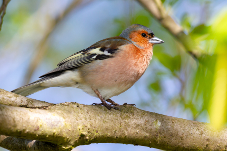 Bild-Nr: 12920300 Buchfink Erstellt von: DirkR