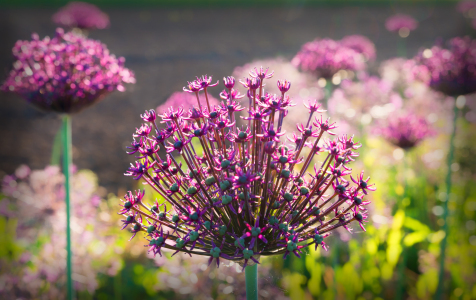 Bild-Nr: 12920334 Allium Blüten Erstellt von: SusaZoom