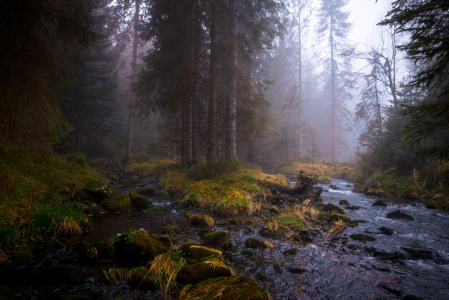 Bild-Nr: 12921757 Blackforest Autumn Erstellt von: Thomas Koch