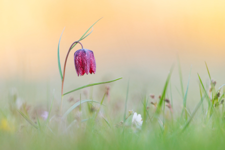 Bild-Nr: 12921827 Schachblume im letzten Licht Erstellt von: Daniela Beyer