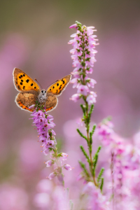 Bild-Nr: 12921831 Sommersinfonie II - Feuerfalter in blühender Heide Erstellt von: Daniela Beyer