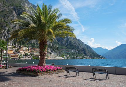 Bild-Nr: 12921987 Palme am Seeufer Limone sul Garda Erstellt von: SusaZoom