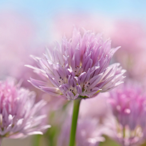 Bild-Nr: 12922729 Schnittlauchblüte Erstellt von: Atteloi