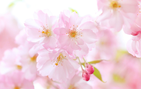 Bild-Nr: 12923238 zartrosa Kirschblüten Erstellt von: SusaZoom