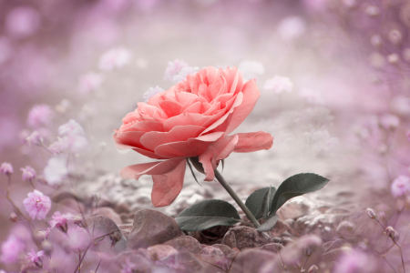 Bild-Nr: 12923241 L O V E Erstellt von: SusaZoom