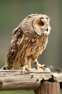 Bild-Nr: 12923668 Waldohreule Erstellt von: DirkR