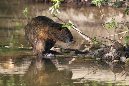 Bild-Nr: 12923978 Nutria Erstellt von: DirkR
