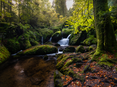 Bild-Nr: 12924331 Paradise Forest 2 Erstellt von: Thomas Koch