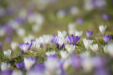 Bild-Nr: 12924340 Krokuswiese Erstellt von: SusaZoom