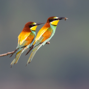 Bild-Nr: 12924643 Zwei Bienenfresser Erstellt von: Daniela Beyer