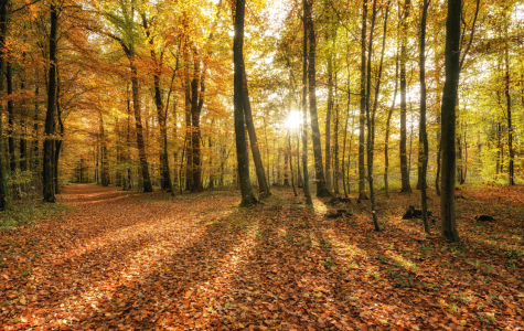 Bild-Nr: 12924821 Herbststrahlen Erstellt von: Nordbilder