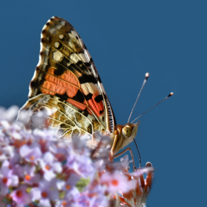 Bild-Nr: 12925440 Distelfalter Erstellt von: Atteloi