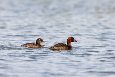 Bild-Nr: 12926022 Zwergtaucher Erstellt von: DirkR