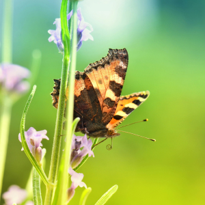 Bild-Nr: 12926300 Schmetterling Erstellt von: Atteloi