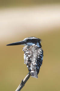 Bild-Nr: 12926419 Graufischer Erstellt von: DirkR