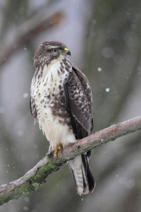 Bild-Nr: 12926898 Bussard im Winter Erstellt von: DirkR