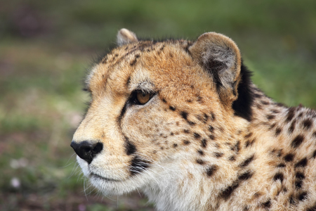 Bild-Nr: 12927616 Gepard Erstellt von: DirkR