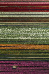 Bild-Nr: 12927829 Tulpenfeld Holland Erstellt von: Achim Thomae