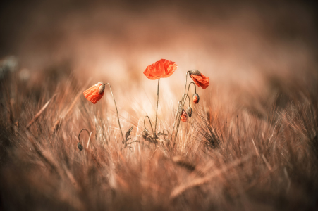 Bild-Nr: 12928083 Im Licht Erstellt von: Nordbilder