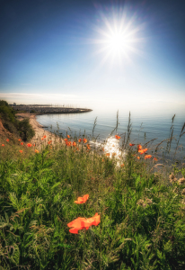 Bild-Nr: 12928092 Mohnblumen auf der Steilküste Erstellt von: Nordbilder