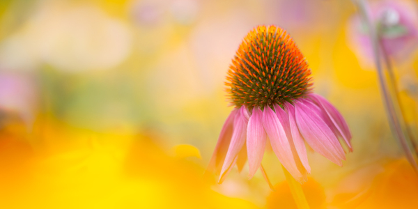Bild-Nr: 12928824 Sonnenhut - Echinacea Erstellt von: Daniela Beyer