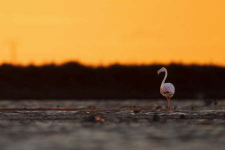 Bild-Nr: 12929983 Flamingo in der Camargue Erstellt von: DirkR