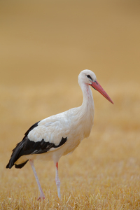 Bild-Nr: 12931040 Weißstorch Erstellt von: DirkR