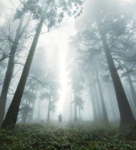 Bild-Nr: 12933137 Wanderer steht im Nebel unter hohen Redwood Bäumen Erstellt von: Smileus