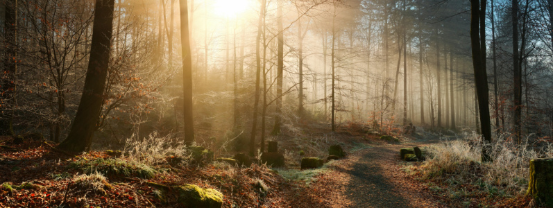 Bild-Nr: 12933785 Winterlicher Wald mit Raureif und Sonnenstrahlen Erstellt von: Smileus