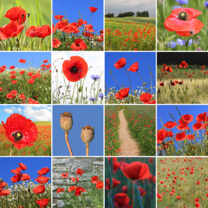 Bild-Nr: 12934388 Mohnblumen Collage Erstellt von: SusaZoom
