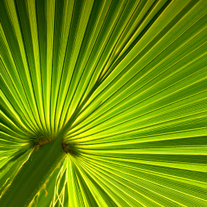 Bild-Nr: 12934686 Palmenblatt Erstellt von: Atteloi