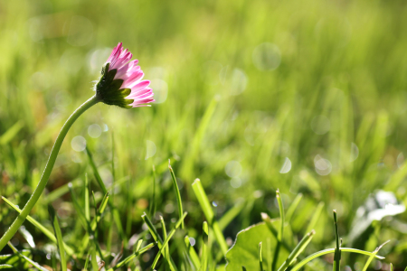 Bild-Nr: 12934752 Kleines Gänseblümchen auf der Wiese Erstellt von: SusaZoom