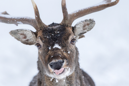Bild-Nr: 12935126 Süßer und frecher Damhirsch Erstellt von: Daniela Beyer