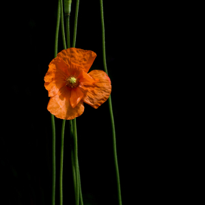 Bild-Nr: 12935262 Mohnblüte Erstellt von: danielschoenen