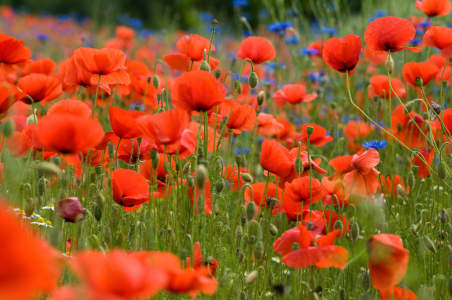 Bild-Nr: 12935263 Mohnfeld Erstellt von: danielschoenen