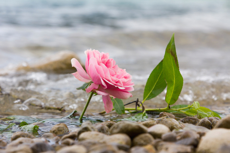 Bild-Nr: 12935276 Rose am Seeufer Erstellt von: SusaZoom