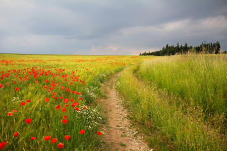 Bild-Nr: 12935823 Mohnblumen am Feldweg Erstellt von: SusaZoom