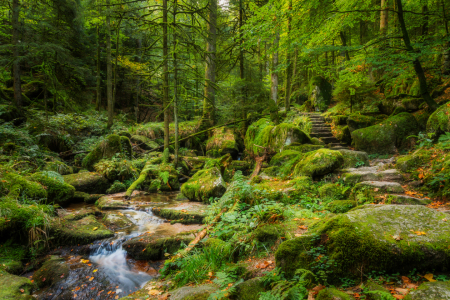 Bild-Nr: 12935968 verwunschener Wald mit Bachlauf in Deutschland Erstellt von: Daniela Beyer