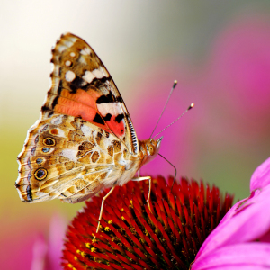 Bild-Nr: 12935982 Distelfalter Erstellt von: Atteloi