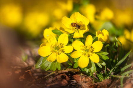 Bild-Nr: 12936226 Fleißige Biene in den Blüten der Winterlinge Erstellt von: Daniela Beyer