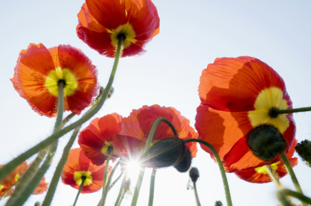 Bild-Nr: 12936323 Mohn 2 Erstellt von: danielschoenen