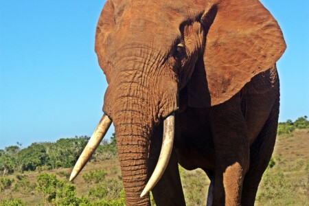 Bild-Nr: 12936469 Addo Elefanten Bulle Erstellt von: Schwob