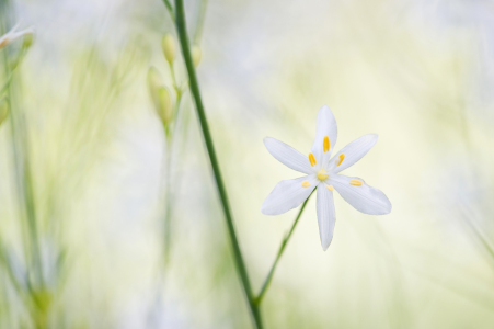 Bild-Nr: 12936509 weiße Blume Erstellt von: danielschoenen