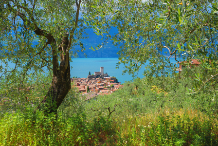 Bild-Nr: 12936842 Blick vom Olivenhain auf Malcesine Erstellt von: SusaZoom